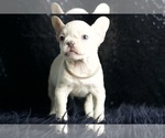 Small Photo #17 French Bulldog Puppy For Sale in WARSAW, IN, USA
