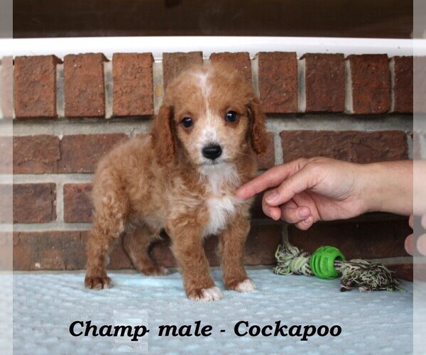 Medium Photo #4 Cockapoo (Miniature) Puppy For Sale in CLARKRANGE, TN, USA
