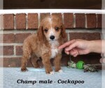 Small #3 Cockapoo (Miniature)