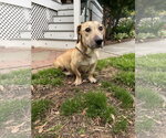 Small #2 Labrador Retriever Mix
