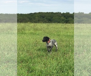 Mother of the German Shorthaired Pointer puppies born on 05/25/2022