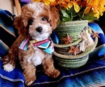 Small Photo #3 Cavachon-Poodle (Miniature) Mix Puppy For Sale in CATALINA, AZ, USA