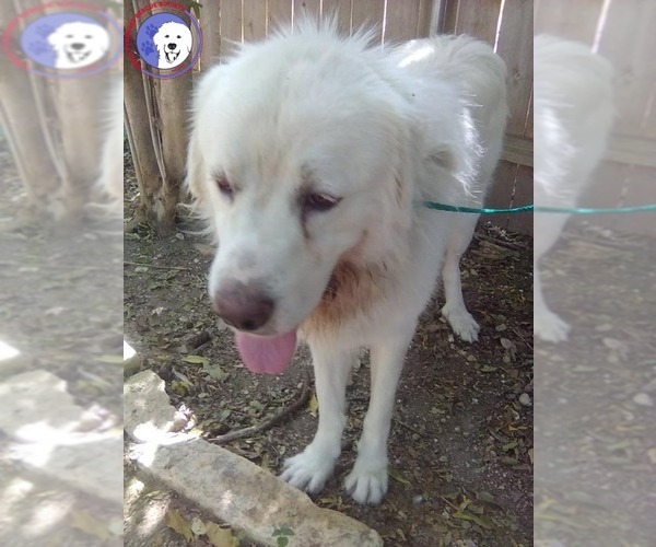 Medium Photo #2 Great Pyrenees Puppy For Sale in Spring, TX, USA