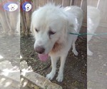 Small #1 Great Pyrenees