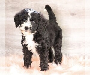 Bernedoodle Puppy for sale in FREDERICKSBG, OH, USA