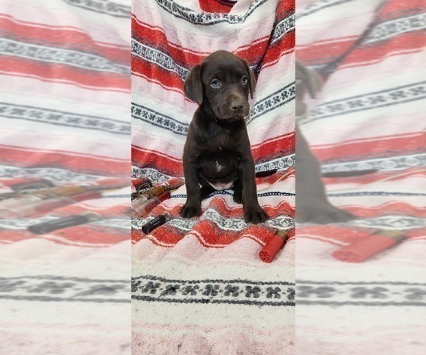 Medium Photo #14 Labrador Retriever Puppy For Sale in MERIDEN, KS, USA