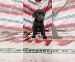 Small Photo #14 Labrador Retriever Puppy For Sale in MERIDEN, KS, USA