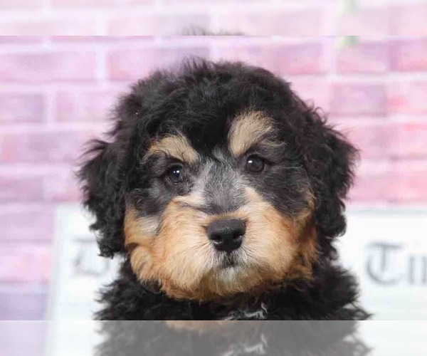 Medium Photo #2 Bernedoodle Puppy For Sale in BEL AIR, MD, USA