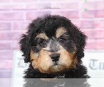 Small Photo #2 Bernedoodle Puppy For Sale in BEL AIR, MD, USA