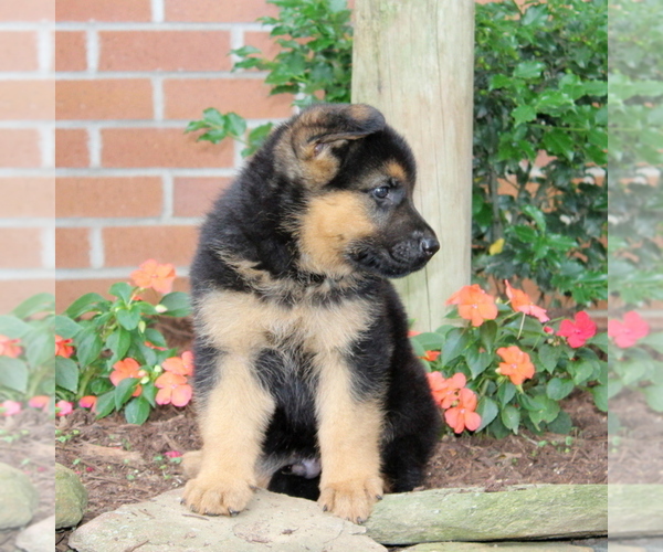 Medium Photo #2 German Shepherd Dog Puppy For Sale in NEW PROVIDENCE, PA, USA