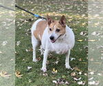 Small Jack Russell Terrier Mix