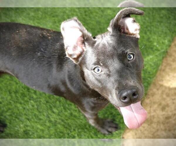 Medium Photo #1 Labrador Retriever-Unknown Mix Puppy For Sale in Tallahassee, FL, USA