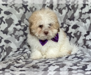 Zuchon Puppy for sale in LAKELAND, FL, USA