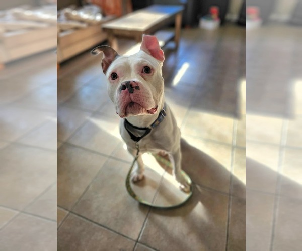 Medium Photo #1 Free-Lance Bulldog Puppy For Sale in Oro Medonte, Ontario, Canada