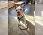 Small Free-Lance Bulldog
