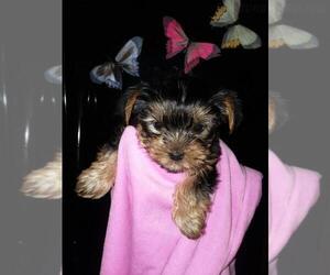 Yorkshire Terrier Puppy for sale in LEBANON, OR, USA