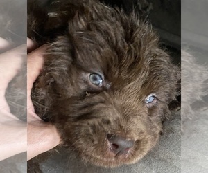 Newfoundland Puppy for sale in VARNA, IL, USA