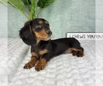 Small #6 Dachshund
