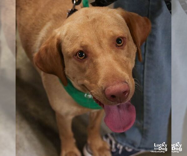 Medium Photo #6 Labrador Retriever-Retriever  Mix Puppy For Sale in Washington, DC, USA