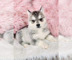 Siberian Husky Puppy for sale in KANSAS CITY, MO, USA