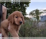 Puppy Lilly Golden Retriever