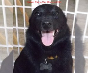 Mother of the Schipperke puppies born on 04/22/2020