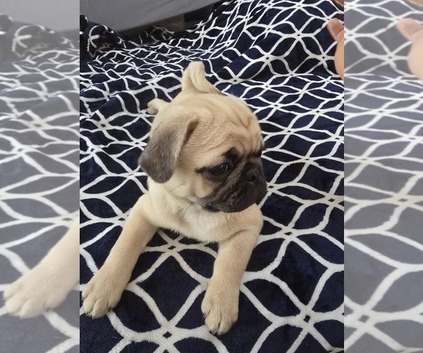 Medium Photo #5 Pug Puppy For Sale in NEW IPSWICH, NH, USA