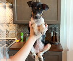 Small #1 Mutt