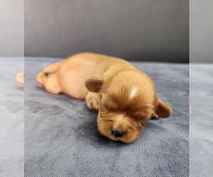 Cavalier King Charles Spaniel Puppy for Sale in CARLISLE, Kentucky USA