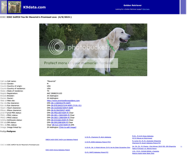 Medium Photo #6 Golden Retriever Puppy For Sale in MCKINNEY, TX, USA