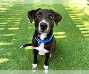 Mutt Dogs for adoption in Redwood City, CA, USA