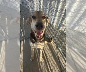 German Shepherd Dog-Unknown Mix Dogs for adoption in Bakersfield, CA, USA