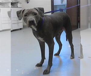 American Pit Bull Terrier Dogs for adoption in Fayetteville, NC, USA