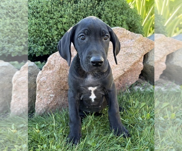 Medium Photo #3 Great Dane Puppy For Sale in MIDDLEBURY, IN, USA