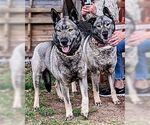 Small #3 Norwegian Elkhound