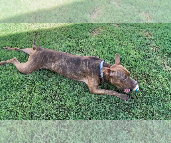Medium Photo #10 American Pit Bull Terrier-Unknown Mix Puppy For Sale in Redlands, CA, USA