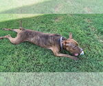 Small #9 American Pit Bull Terrier Mix