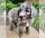 Small #2 Aussiedoodle