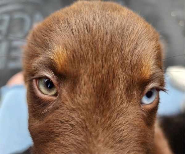 Medium Photo #7 Australian Shepherd Puppy For Sale in MARIANNA, FL, USA