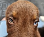Small Photo #7 Australian Shepherd Puppy For Sale in MARIANNA, FL, USA