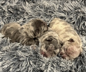 French Bulldog Litter for sale in NAMPA, ID, USA