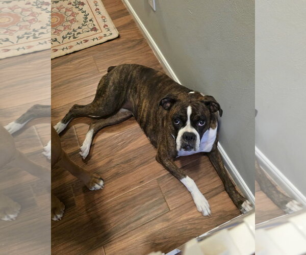 Medium Photo #3 Boxer Puppy For Sale in Dumont, NJ, USA