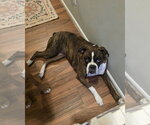 Small #2 Boxer