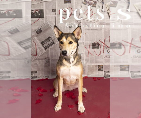 Medium Photo #5 Gerberian Shepsky Puppy For Sale in Foristell, MO, USA