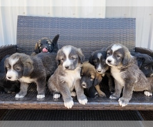 Caucasian Shepherd Dog-Golden Retriever Mix Puppy for sale in BONNERS FERRY, ID, USA