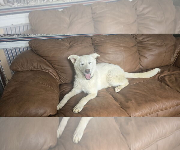 Medium Photo #9 Mutt Puppy For Sale in NYC, NY, USA
