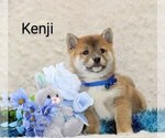 Puppy Kenji On hold Shiba Inu