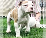 Small Photo #3 American Bulldog Puppy For Sale in NORTH RIDGEVILLE, OH, USA