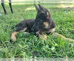 Small Photo #4 German Shepherd Dog Puppy For Sale in DALLAS, NC, USA