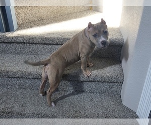 American Bully-American Pit Bull Terrier Mix Puppy for sale in LATHROP, CA, USA